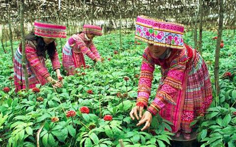 三七，文山三七