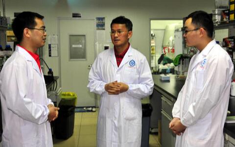 三七，文山三七